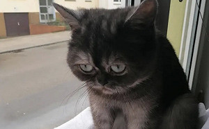 被收編重獲新生！浪貓遭嫌一臉衰樣沒人要