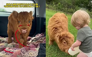 帶「小黃狗」回家養1年！長大有角變牛魔王