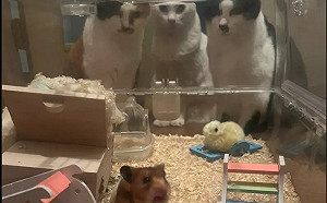倉鼠跟主人回老家！慘遭3貓大哥緊盯