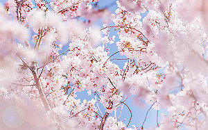 日本流感疫情連五周下降！林氏璧：仍有一地還在高峰