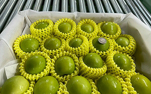 屏東蜜棗熟了！鮮採集貨低溫檢疫   1月下旬外銷日本