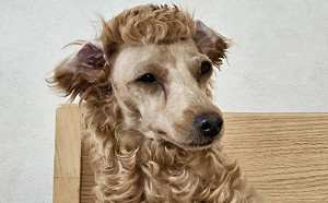 失手剃成羊駝！主人幫貴賓犬剪毛