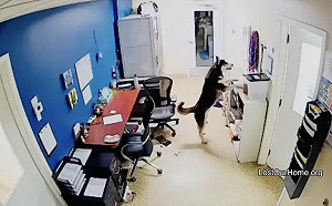 竟是哈士奇偷零食！收容所半夜警報大響