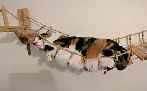 一秒變綁壞叉燒肉！三花貓試躺新吊橋