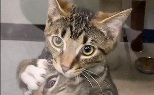 收容所上演宮鬥劇！心機奶貓爭1招領養