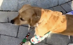 阿金一秒爆氣過肩摔！主人要求幫忙拿包裹