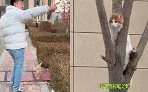 橘貓爬樹賴20分鐘不走！飼主烙「社區大佬」