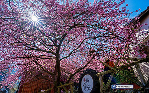 櫻王櫻后齊炸！嘉義太和樟樹湖櫻花滿開  驚豔全網