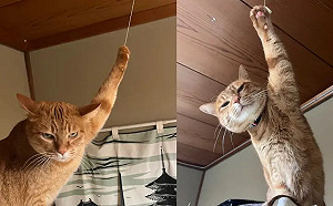 橘貓玩火災警報器卡住！主人側拍慣犯模樣