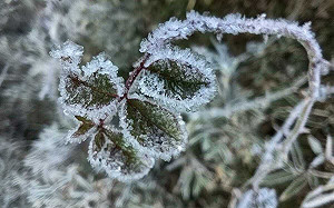 玉山塔塔加結冰！大地裹上「白色糖霜」路面一片銀白