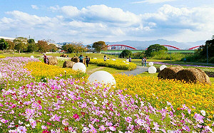 田園風限定美景！古亭河濱花海＋特色裝置藝術   日夜都好拍