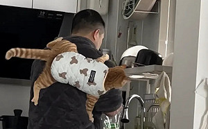 媽曬恩愛背影苦笑！橘貓變蜘蛛黏爸背上