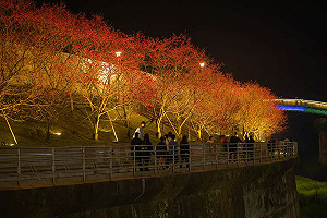 浪漫燈藝感受幸福氛圍！內湖樂活夜櫻季1/26熱鬧登場