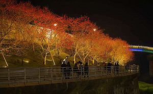 浪漫燈藝感受幸福氛圍！內湖樂活夜櫻季1/26熱鬧登場