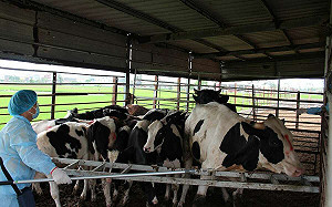 畜試所「檢測乳微生物技術」超快速！2.5小時揪出15種微生物