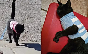 黑貓天天回家穿新衣！她傻眼：有第二個家？