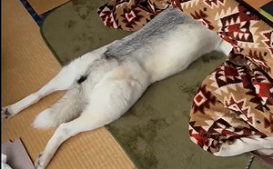 哈士奇「鑽進暖桌取暖」！萌翻23萬人