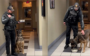 警犬最後1天上班！「反射動作」百萬人敬佩