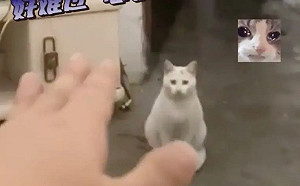 女子返家驚見陌生白貓！揮手求離開牠超傻眼