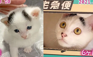 養到絕世美貓全家超嗨！才養2年長相大走鐘