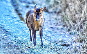 懶人包》寒流發威高山飄雪！9大追雪景點雪訊一次看