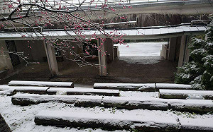 桃園拉拉山、東眼山也下雪！雪景與櫻花相呼應 美照大公開