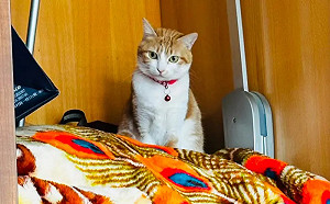 低溫冷爆貓咪消失了！主人翻遍家中找不到