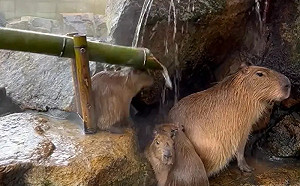 水豚君享受「當頭棒喝」！吸引1500萬人狂看