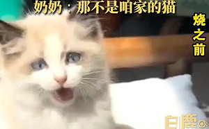 布偶貓失蹤「隔天燒成黑炭」！奶奶傻眼不認