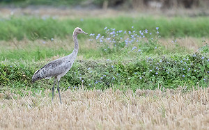 西伯利亞二級保育「灰鶴」現蹤花蓮！縣府籲：勿騷擾