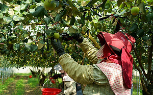台南蜜棗再次成功外銷 ！首批1.5公噸空運日本  