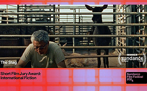 金馬獎入圍短片《公鹿》躍上國際！喜獲美國日舞影展評審團獎