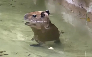 小水豚秀水中「太空漫步」！模樣萌翻千萬人