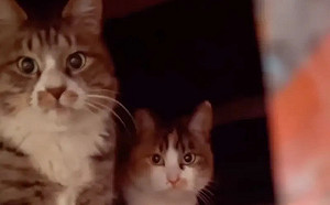 好心人餵浪貓遭吼！牠超派鐵拳K下去道歉