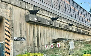 高速公路變牧場！國道邊坡旁驚現３羊排排站  高公局：已送保護區安置