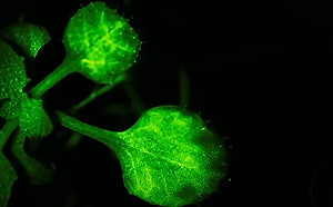 (影) 萬物有靈! 植物受威脅會警告鄰居 日本團隊紀錄下珍貴畫面