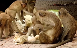 雲南昆明動物園猴貓共處引爭議 園方決定將貓移出