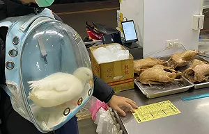 飼主帶寵物鴨進當歸鴨店！牠傻眼被震撼教育