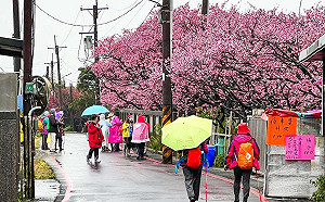 都市櫻花傳說！台北平菁街櫻花巷粉紅花海如仙境