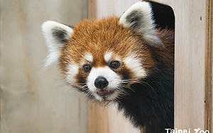 身負繁殖重任！小貓熊「未來」完成健檢  正式加入動物園大家庭