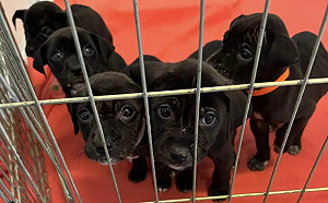 籠內1紙條藏反轉真相！志工見棄養奶狗怒炸