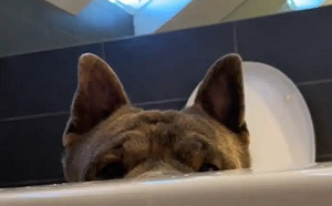 主人洗澡鬥牛犬「浴缸旁緊盯」！暖心原因曝