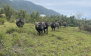 水牛追騎士嚇壞！18隻移至台東長濱鄉