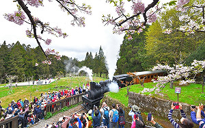 阿里山賞櫻列車3/11啟航！2/26開放網路訂票