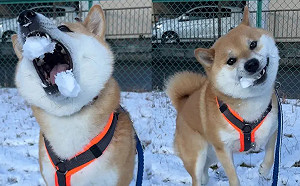 柴柴打雪仗沒在怕！一口一雪球完封主人