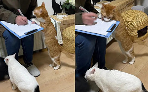 貓咪招待員現身整骨院！客寫問卷湊近狂關心