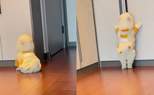 薩摩耶「賴床錯過早餐」！起床求放飯全萌翻