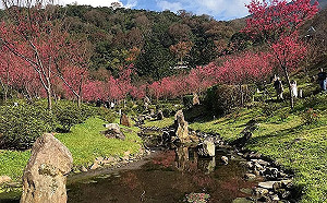 賞櫻去！陽明山花季2/7登場  公園處：山櫻花、八重櫻已綻放6至8成