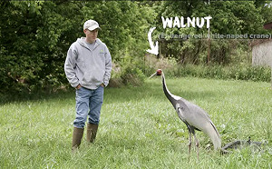 愛上保育員狠殺2公鶴！傳奇母鶴高齡逝世