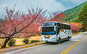 春節出遊「台中交通網APP」當靠山 武陵賞櫻專車記得先預約